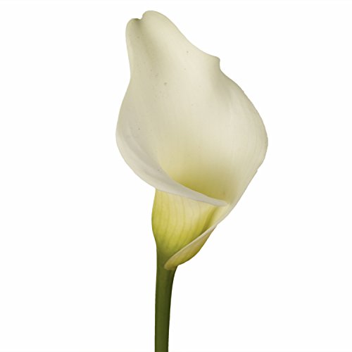 Calla Lily (1 Long Cylindrical White Stem)