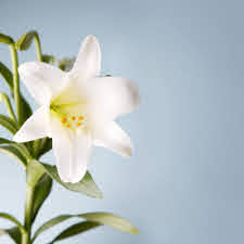 Easter Lily (1 Stem)