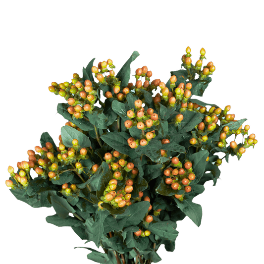 Hypericum Bouquet