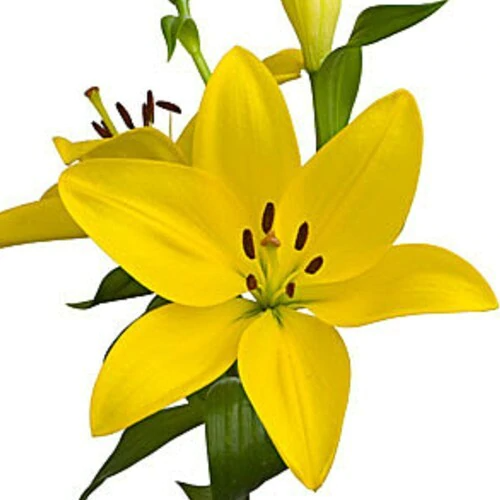 Yellow Lilies (2 Stems)